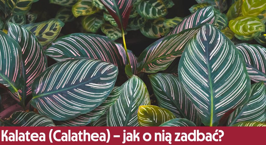 Kalatea (Calathea) w domu  jak o ni zadba?