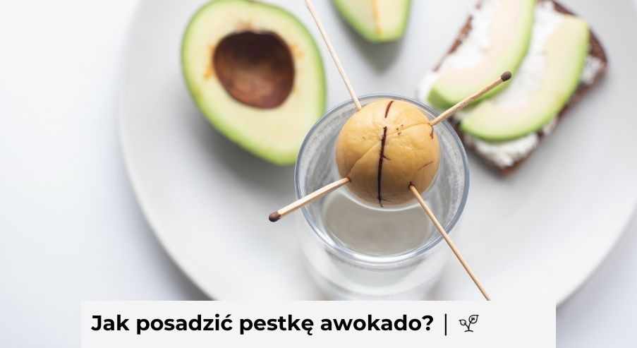 Jak posadzić pestkę awokado? Zrób to w domu!