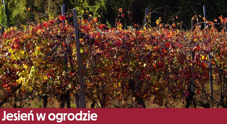 Jesień w ogrodzie – co warto zrobić przed zimą?