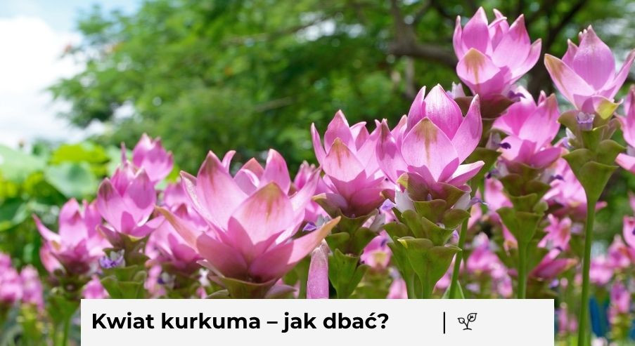 Kwiat kurkuma – jak dbać o niego w domu?
