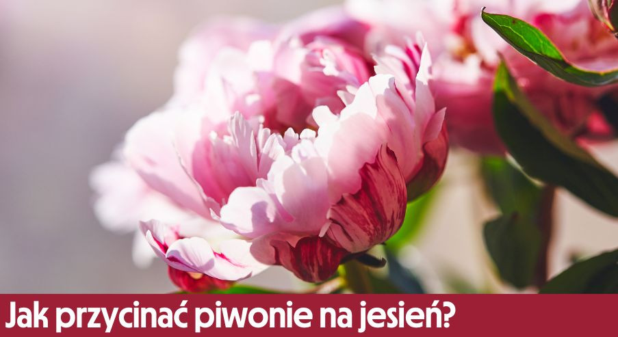 Jak przycinać piwonie na jesień?