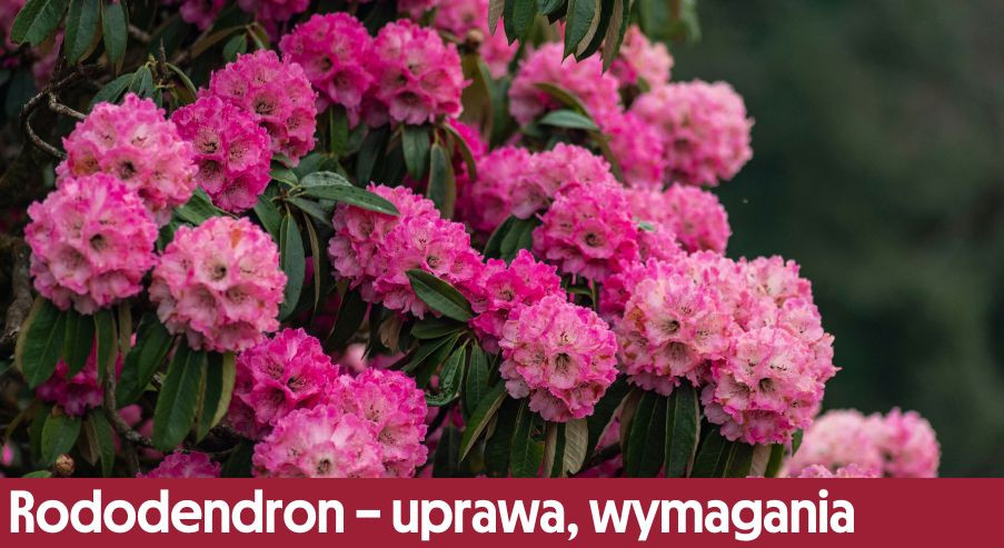 Rododendron – uprawa, wymagania, pielęgnacja