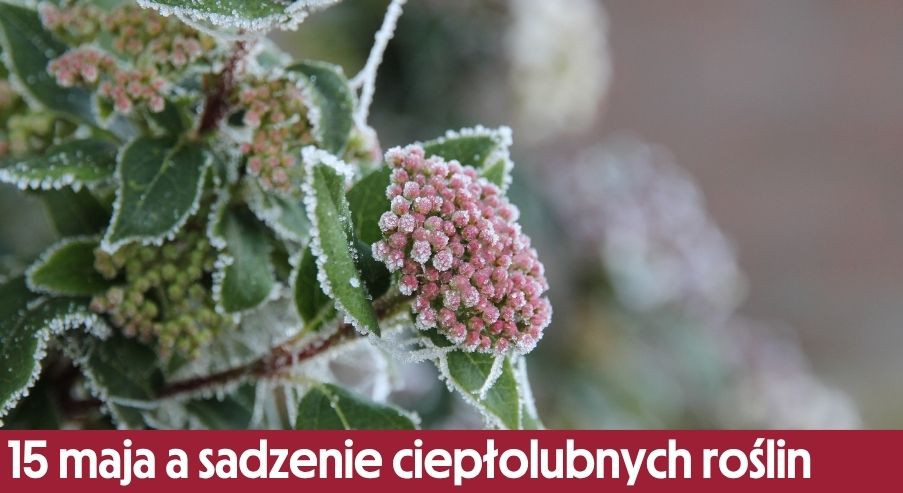 Czemu przed 15 maja nie należy sadzić ciepłolubnych roślin? Zimna Zośka i zimni ogrodnicy