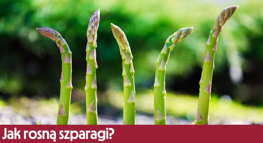 Jak rosną szparagi?