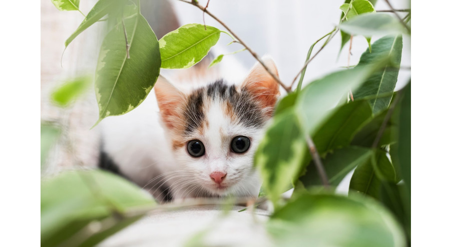 5 roślin doniczkowych bezpiecznych dla kota