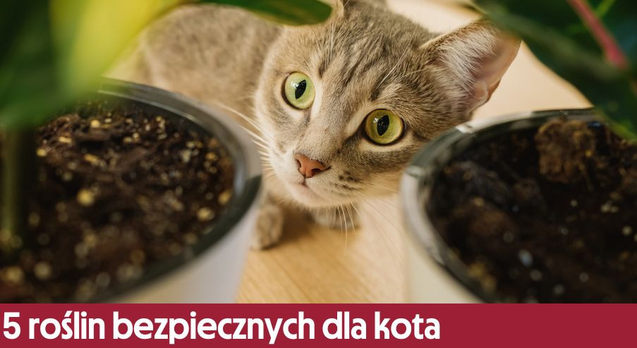 5 roślin doniczkowych bezpiecznych dla kota