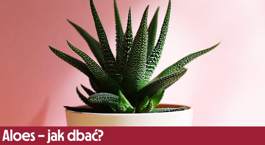 Aloes – jak dbać? Uprawa, pielęgnacja, podlewanie, przycinanie