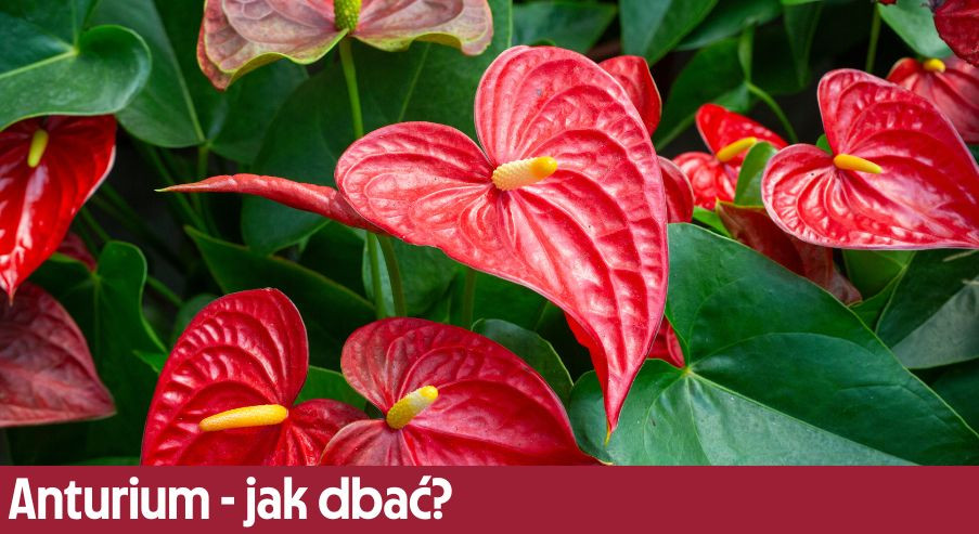 Anturium - jak dbać? Uprawa, pielęgnacja, podlewanie
