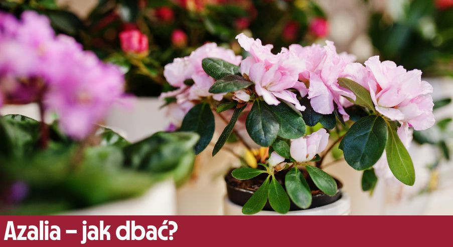 Azalia – jak dbać? Uprawa, pielęgnacja, podlewanie, przycinanie