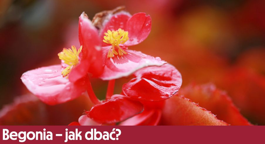 Begonia – jak dbać? Uprawa, pielęgnacja, podlewanie