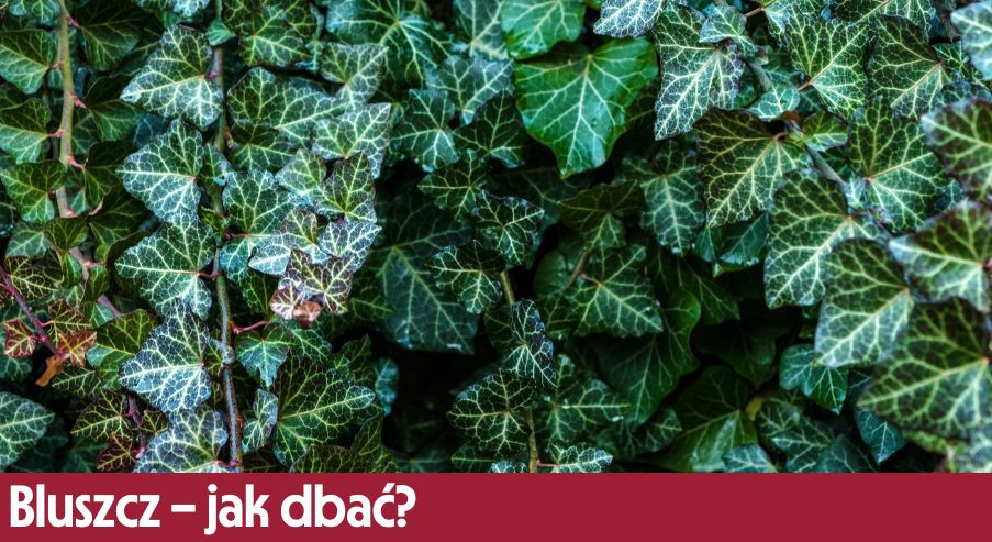 Bluszcz – jak dbać? Uprawa, pielęgnacja, podlewanie