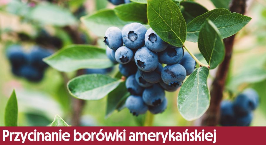 Przycinanie borówki amerykańskiej – jak, kiedy i czym przycinamy dla obfitych plonów