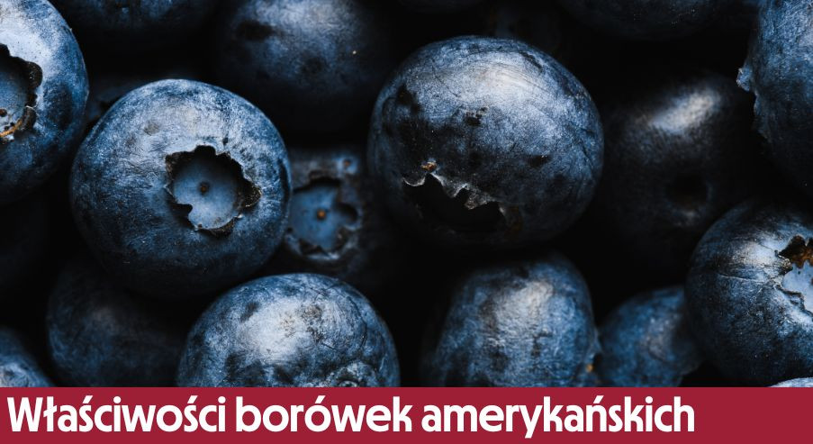 Jakie właściwości mają borówki amerykańskie?