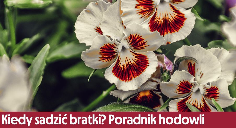 Kiedy sadzić bratki? Poradnik hodowli