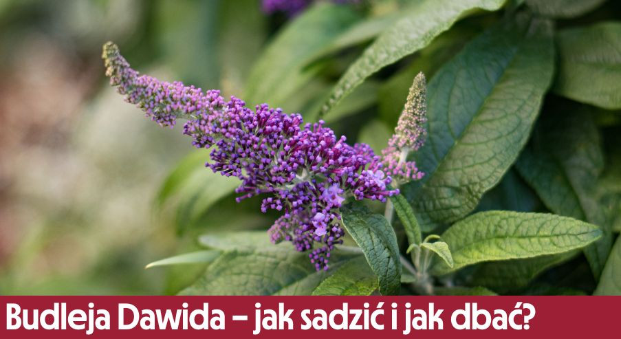 Budleja Dawida – jak sadzić i jak pielęgnować?