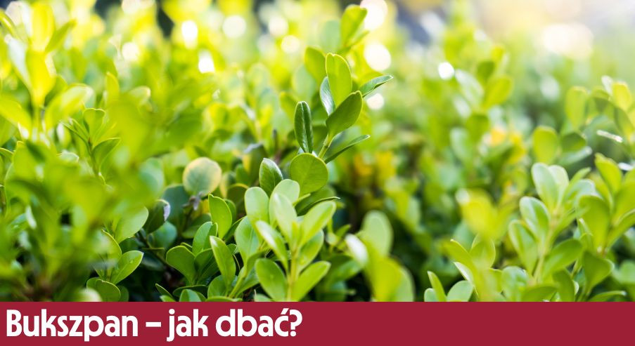 Bukszpan – jak dbać? Uprawa, pielęgnacja, podlewanie