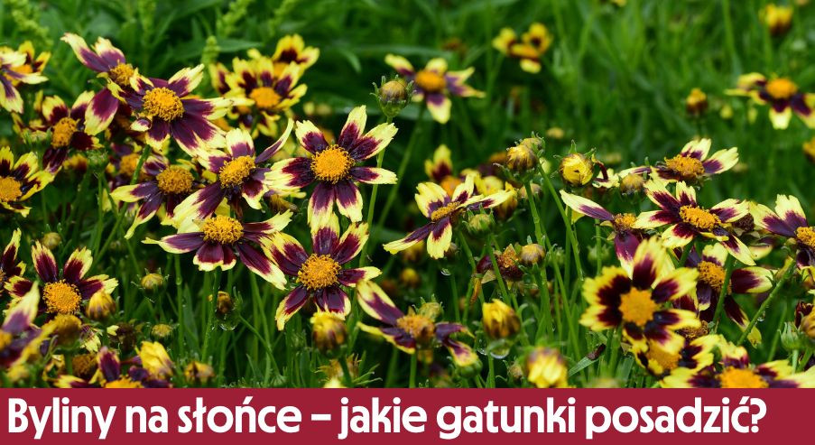 Byliny na słońce – jakie gatunki warto posadzić?