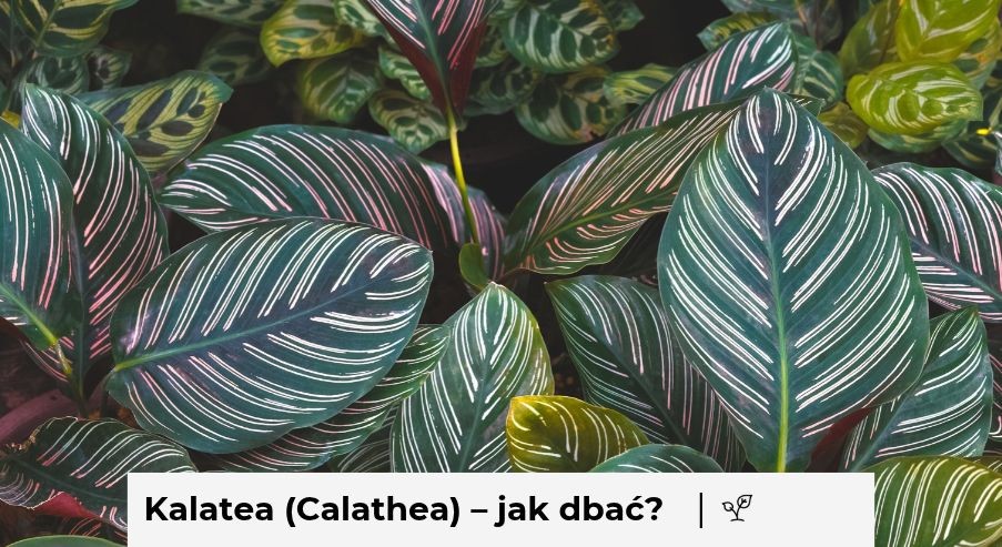 Kalatea (Calathea) w domu – jak o nią zadbać?