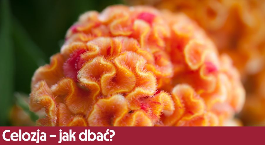 Celozja – jak dbać? Uprawa, pielęgnacja, podlewanie