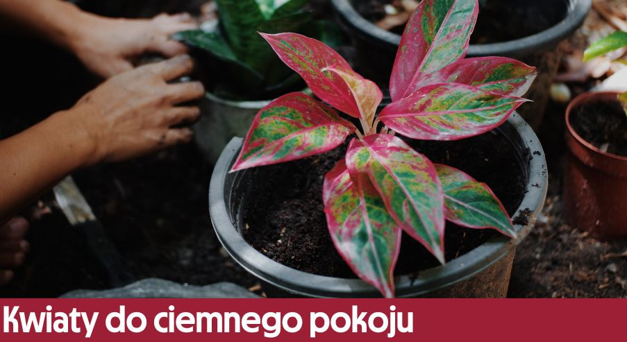 Kwiaty do ciemnego pokoju – jakie wybrać?