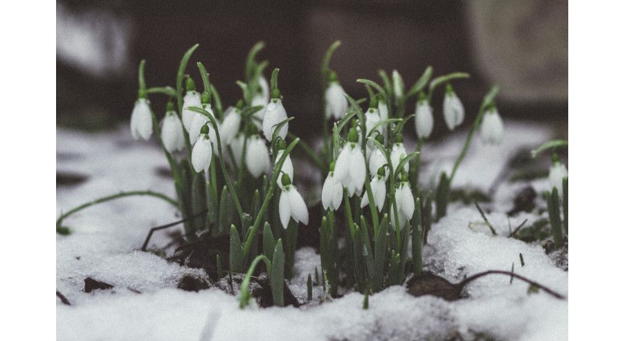 Co kwitnie zimą w ogrodzie? Sprawdź najpiękniejsze rośliny