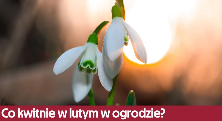 Co kwitnie w lutym w ogrodzie?