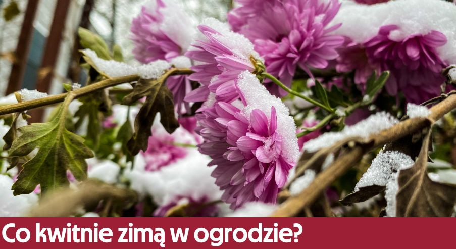 Co kwitnie zimą w ogrodzie? Sprawdź najpiękniejsze rośliny