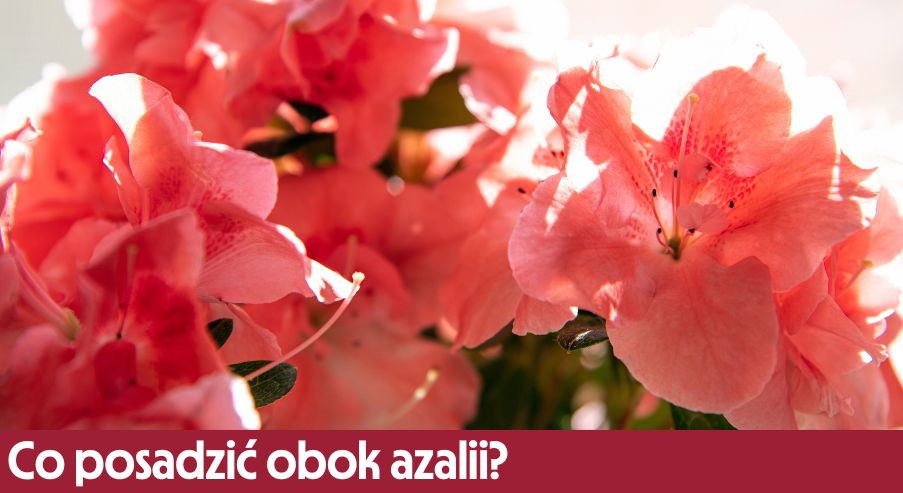 Co posadzić obok azalii? Propozycja aranżacji