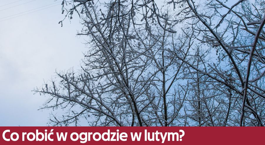 Co robić w ogrodzie w lutym? Przygotowanie do wiosny