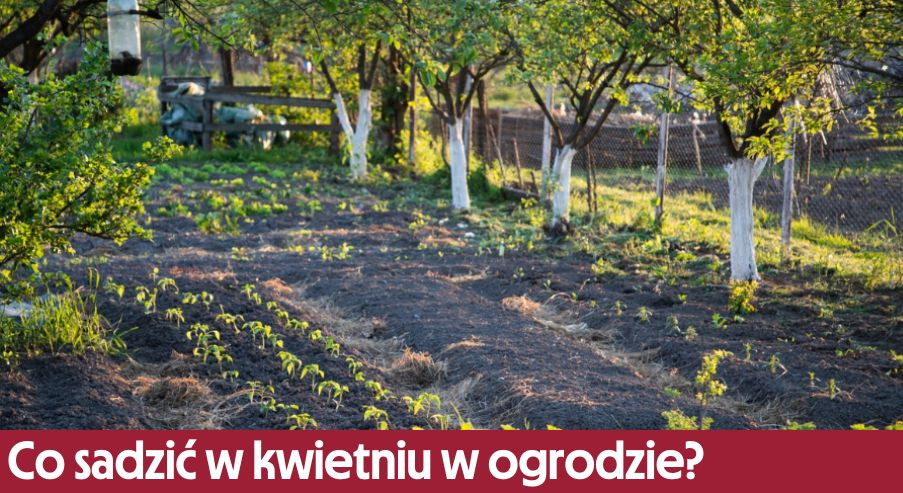 Co sadzić w kwietniu w ogrodzie?