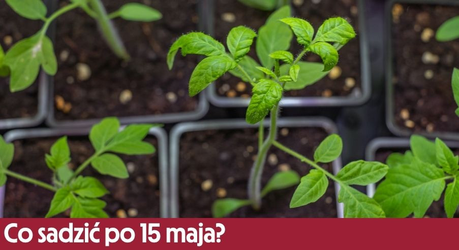 Co sadzić po 15 maja? Te rośliny możesz już bezpiecznie przenieść do ogrodu