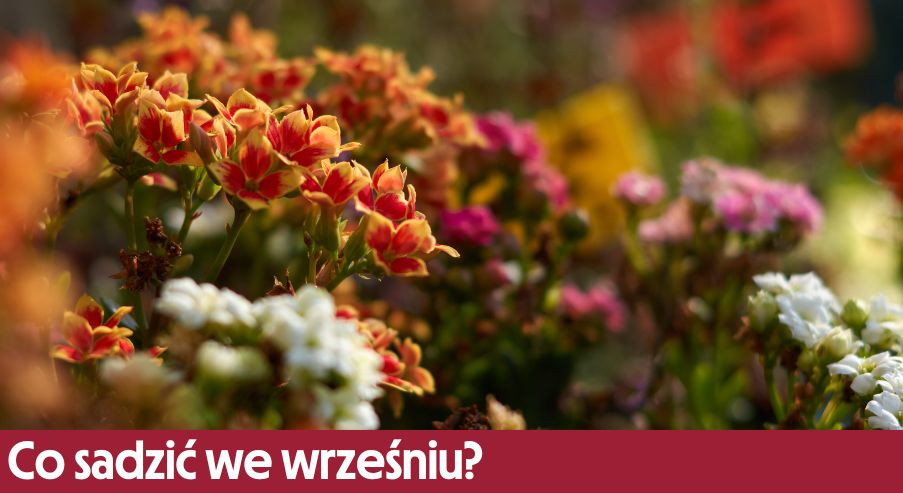 Co sadzić we wrześniu?