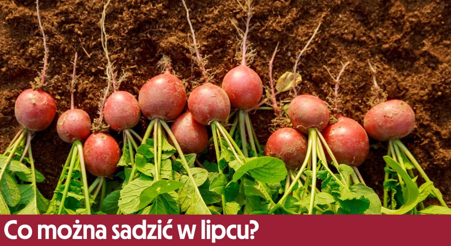 Co można sadzić w lipcu?