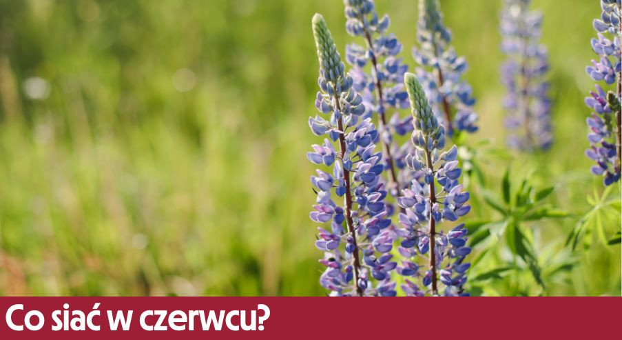 Co siać w czerwcu? Dowiedz się, jak zrobić własną uprawę!