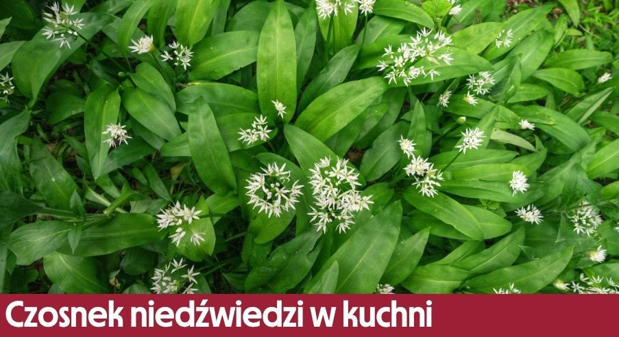 Czosnek niedźwiedzi – czym jest, jak smakuje i do czego go używać w kuchni?