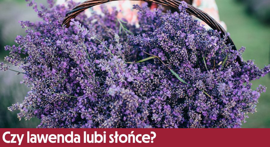 Czy lawenda lubi słońce? Porady