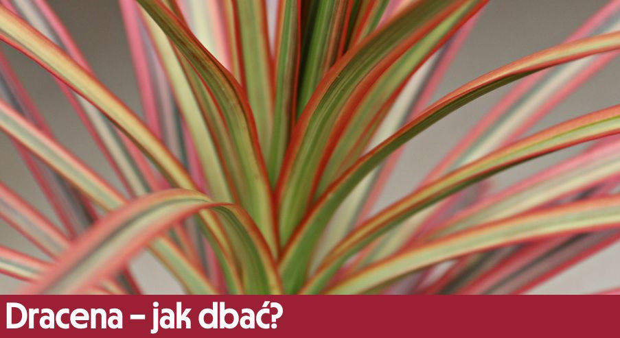 Dracena – jak dbać? Uprawa, pielęgnacja, podlewanie
