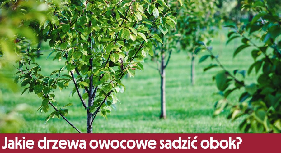 Jakie drzewa owocowe można sadzić obok siebie?