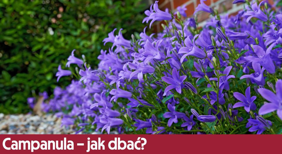 Campanula (dzwonek dalmatyński) – jak dbać? Uprawa, pielęgnacja, podlewanie