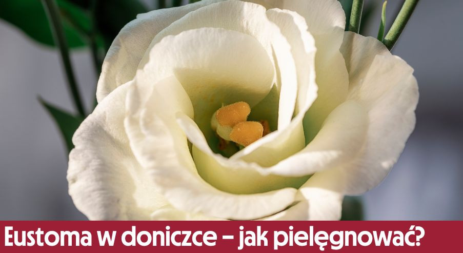 Eustoma w doniczce – jak pielęgnować? Uprawa, podlewanie