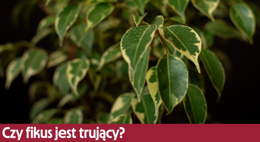 Czy fikus jest trujący? Odpowiadamy