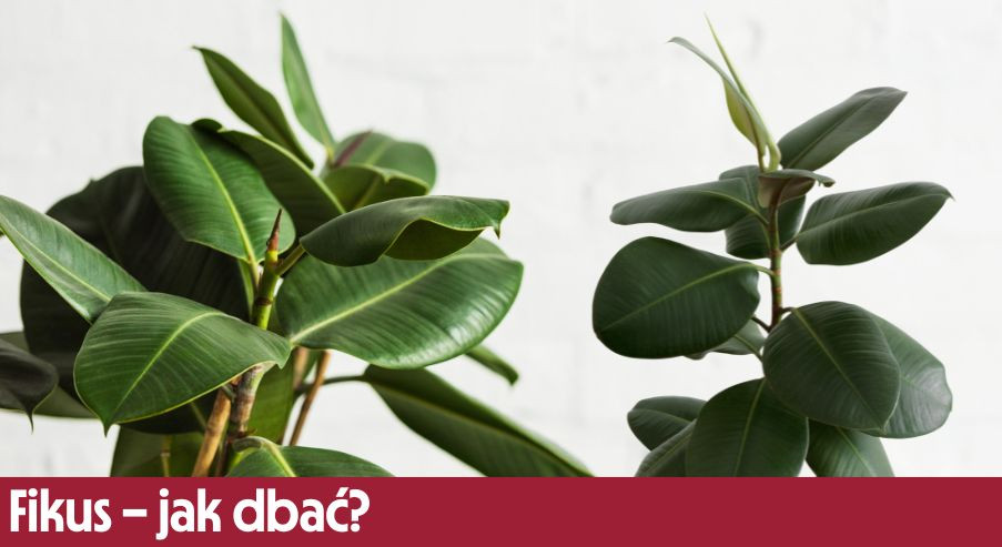 Fikus – jak dbać? Uprawa, pielęgnacja, podlewanie, przycinanie