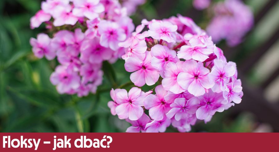 Floksy – jak dbać? Uprawa, pielęgnacja, podlewanie, przycinanie