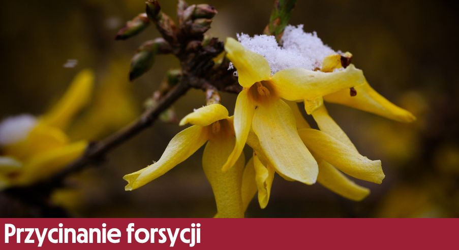 Przycinanie forsycji – kiedy, jak i czym przycinamy po kwitnieniu?