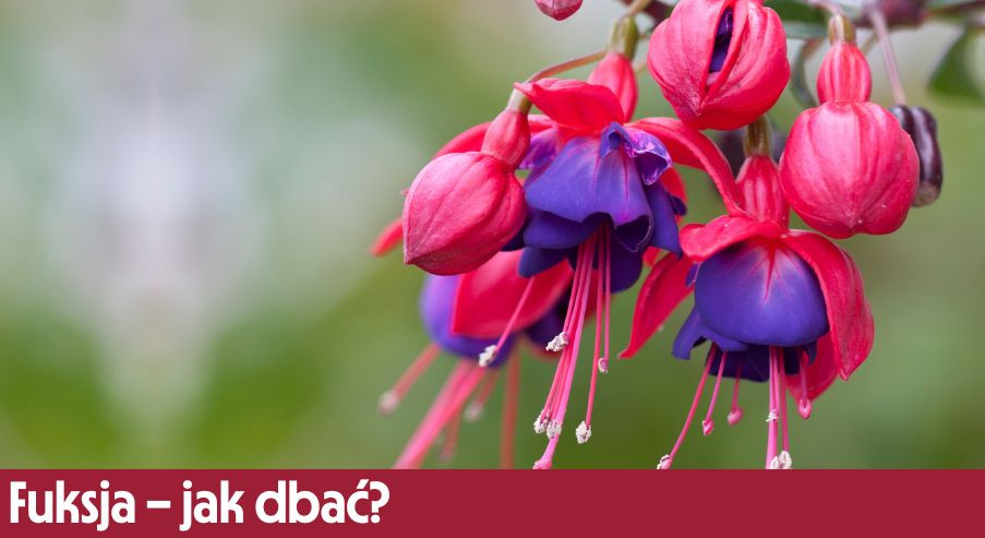 Fuksja – jak dbać? Uprawa, pielęgnacja, podlewanie, przycinanie