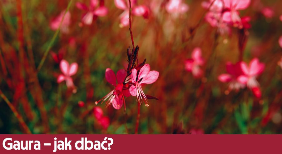 Gaura – jak dbać? Uprawa, pielęgnacja, podlewanie, przycinanie