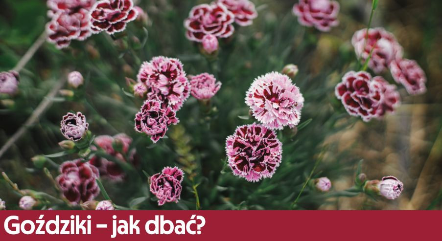 Goździki – jak dbać? Uprawa, pielęgnacja, podlewanie