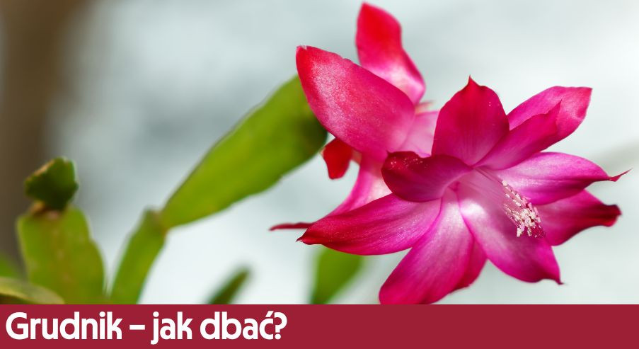 Grudnik – jak dbać? Uprawa, pielęgnacja, podlewanie