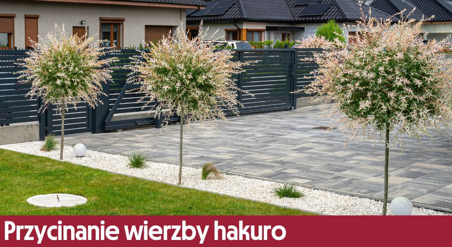 Przycinanie wierzby hakuro – kiedy, jak i czym przycinamy dla zachowania odpowiedniego pokroju?