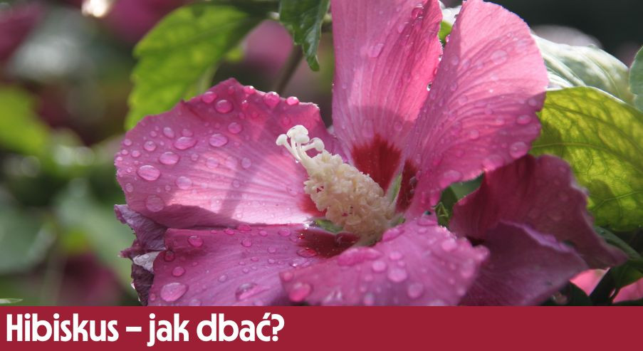 Hibiskus – jak dbać? Uprawa, pielęgnacja, podlewanie, przycinanie